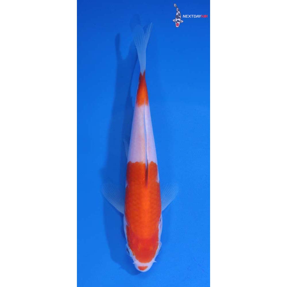 5.5” Imported Kohaku