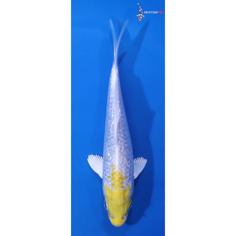 5.5” Imported Gin Rin Lemon Hariwake
