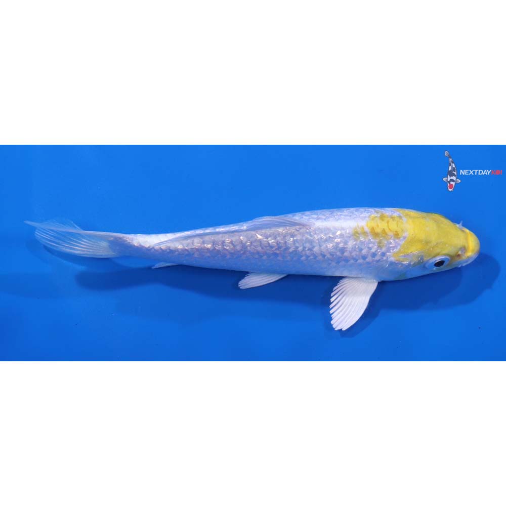 5.5” Imported Gin Rin Lemon Hariwake