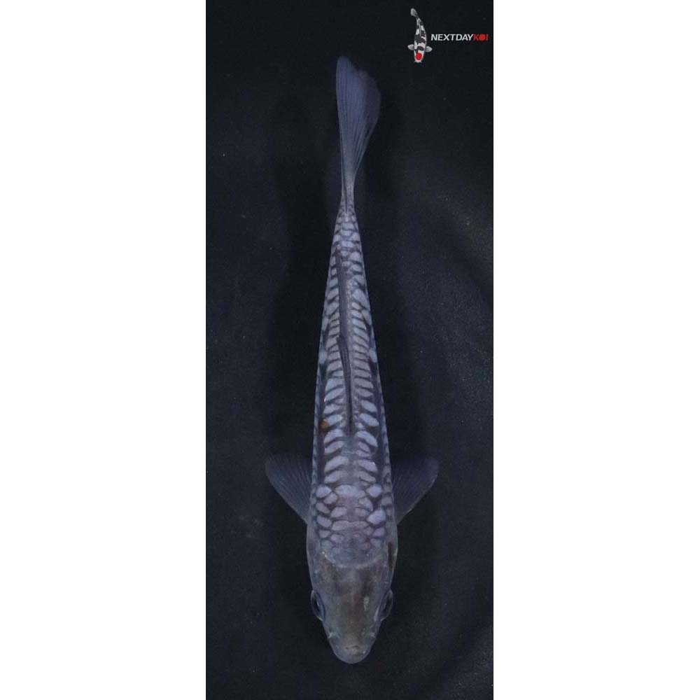 5.5” Imported Armor Scaled Ochiba Shigure
