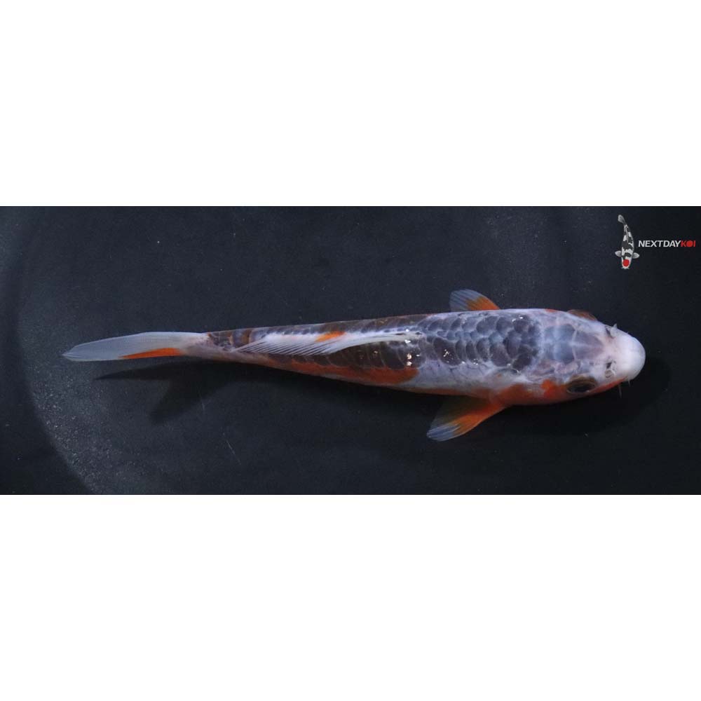 5.5” Imported Shusui