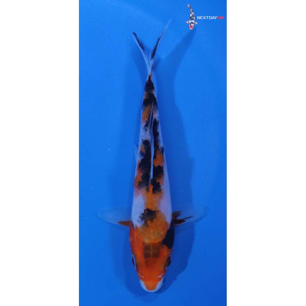5” Imported Sanke