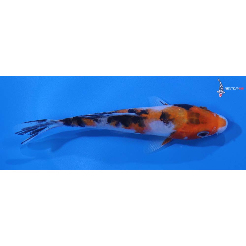 5” Imported Sanke