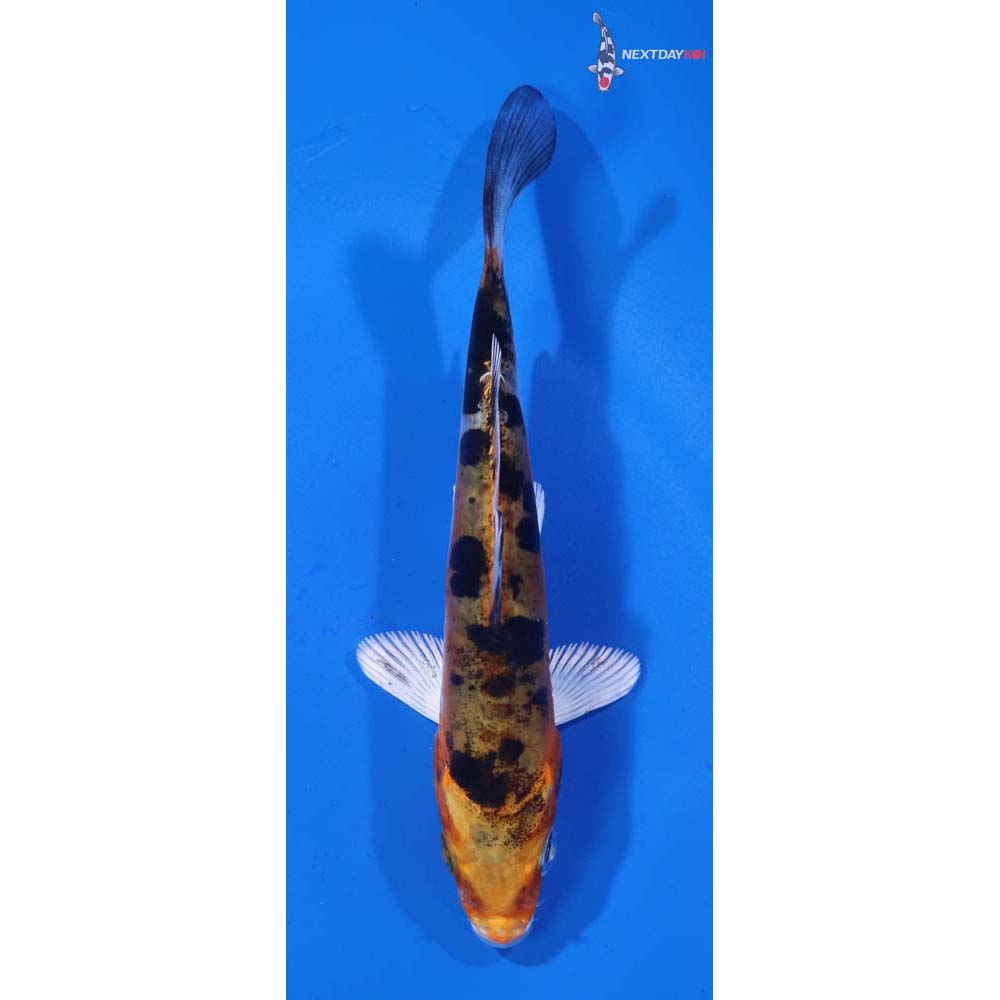 4” Imported Heisei Nishiki