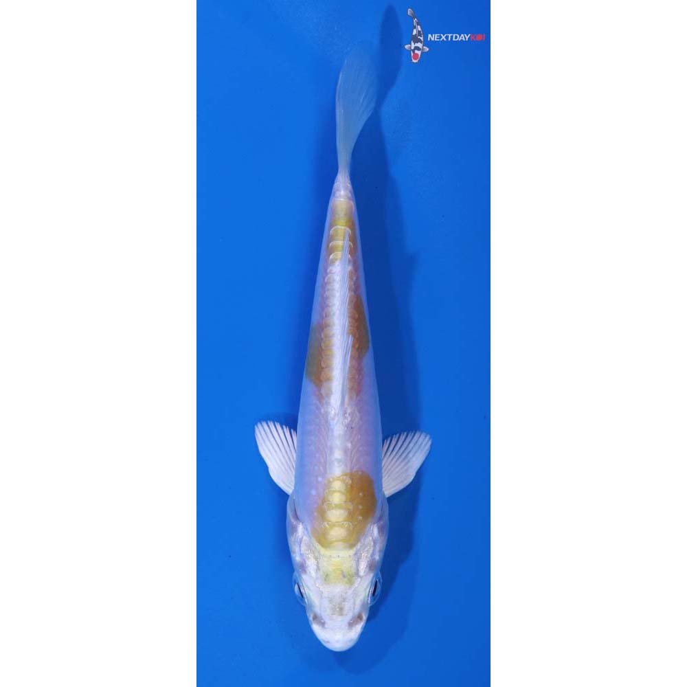 4” Imported Doitsu Lemon Hariwake