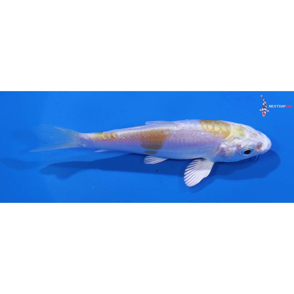 4” Imported Doitsu Lemon Hariwake