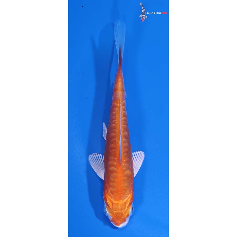 4” Imported Kikusui