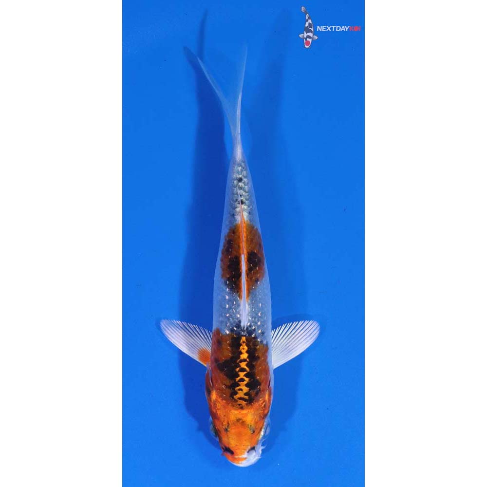 4” Imported Kujaku