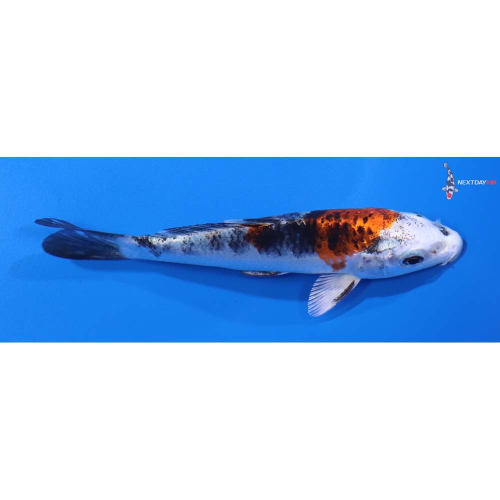 4.5” Imported Yamato Nishiki