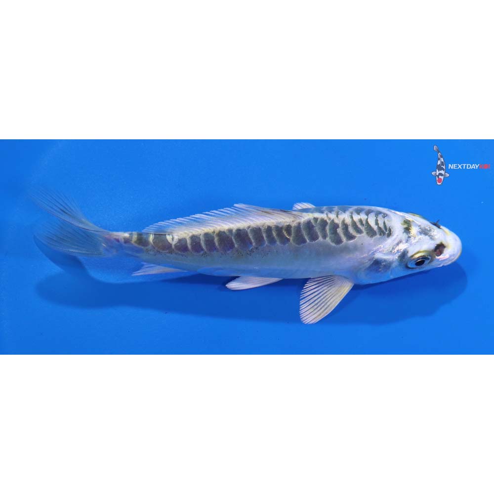 4.5” Imported Doitsu Kujaku