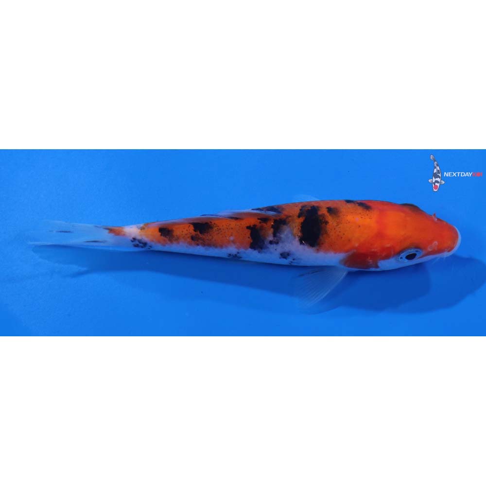 4.5” Imported Sanke