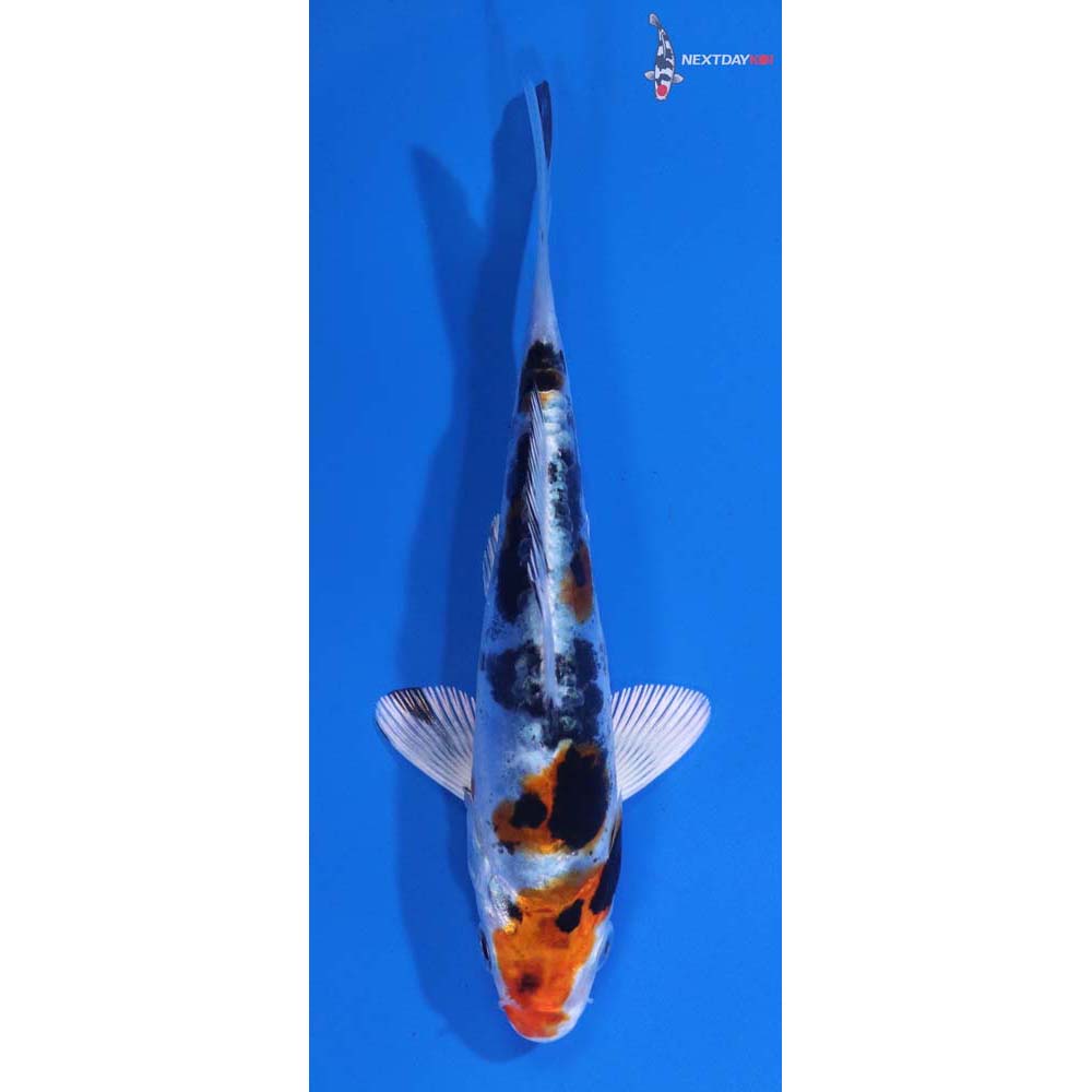 4.5” Imported Heisei Nishiki