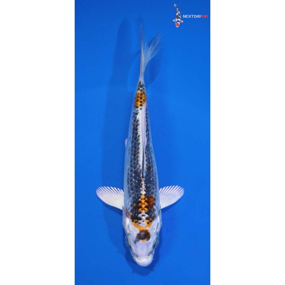 4.5” Imported Kujaku