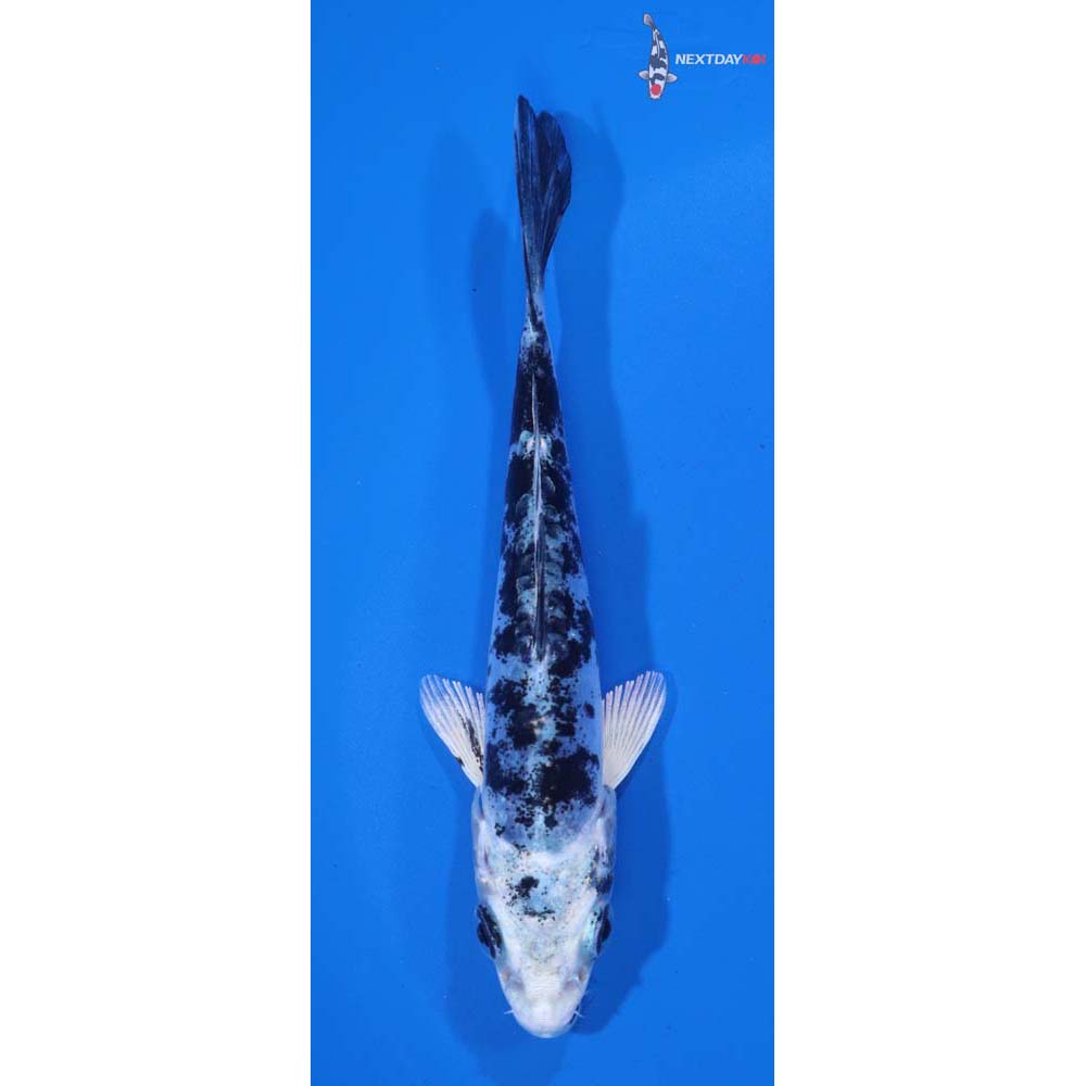 4.5” Imported Doitsu Gin Shiro Bekko