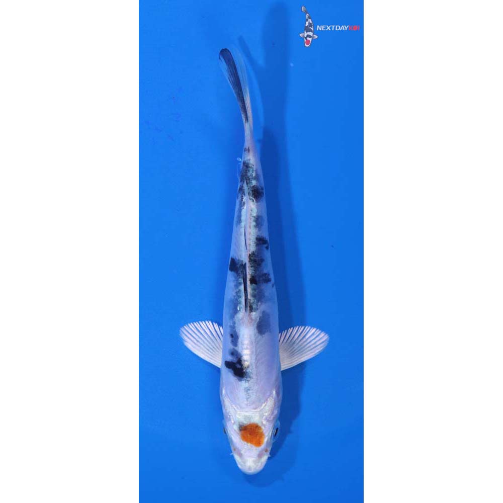 4.5” Imported Heisei Nishiki