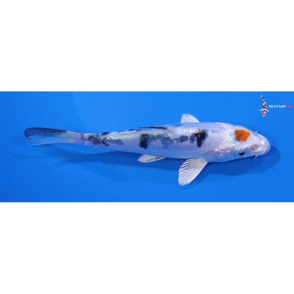 4.5” Imported Heisei Nishiki