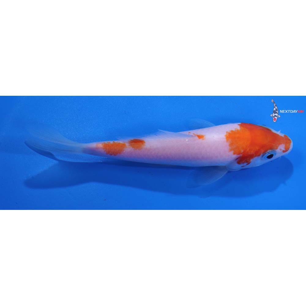 4” Imported Kohaku