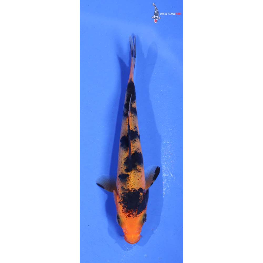 3.5” Imported Doitsu Aka Bekko