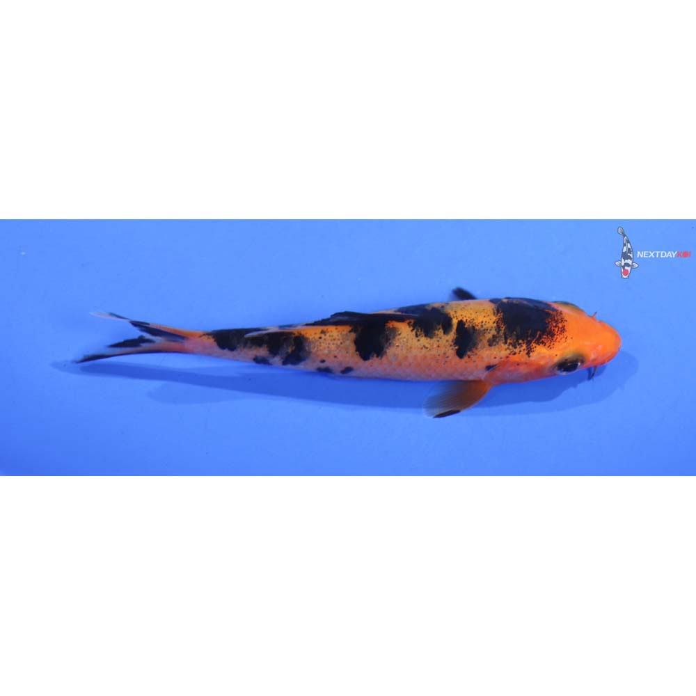 3.5” Imported Doitsu Aka Bekko
