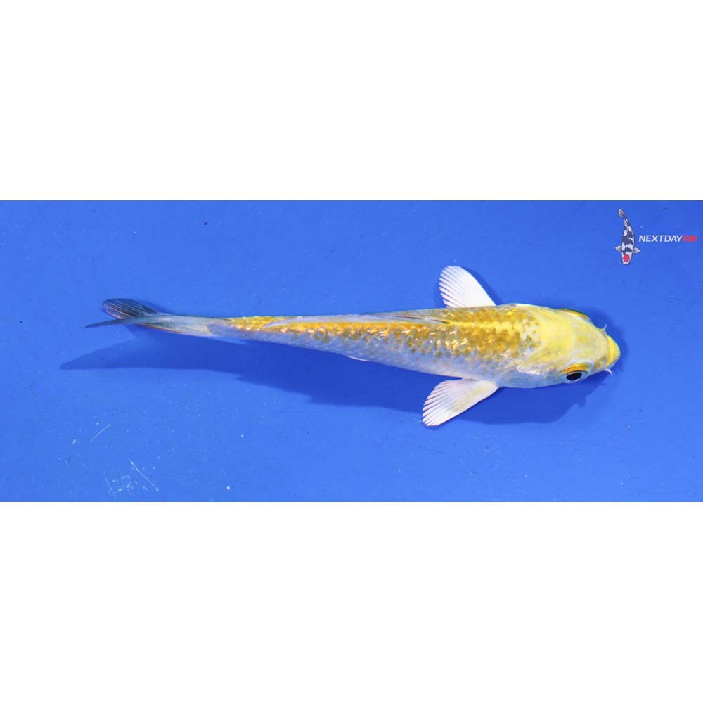 3.5” Imported Gin Rin Lemon Hariwake