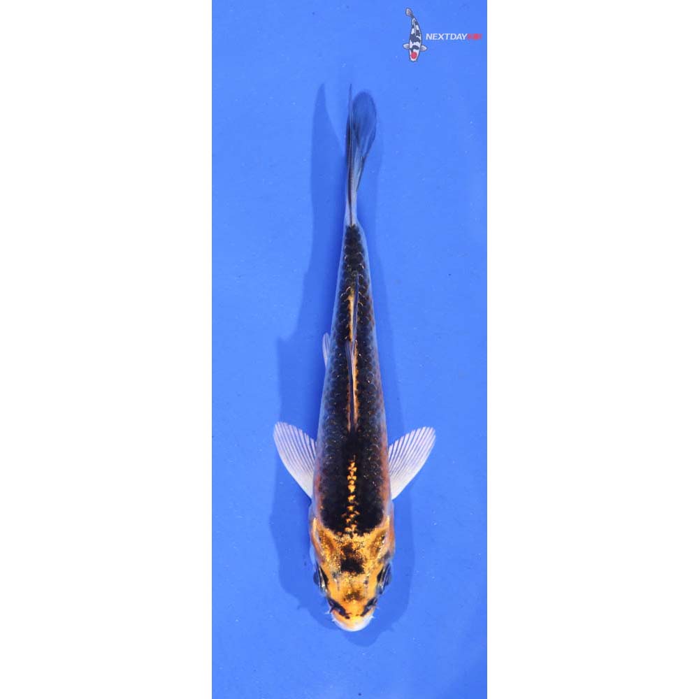 3.5” Imported Kujaku