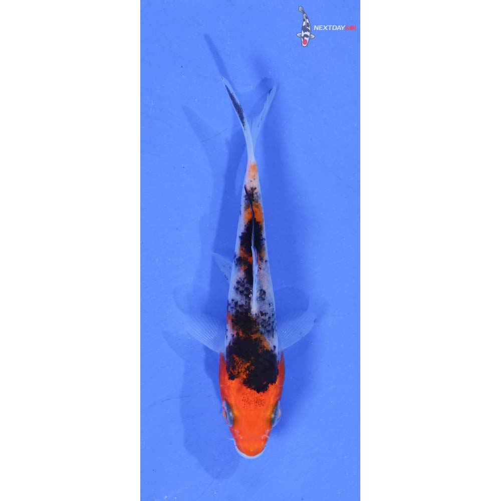 3” Imported Sanke