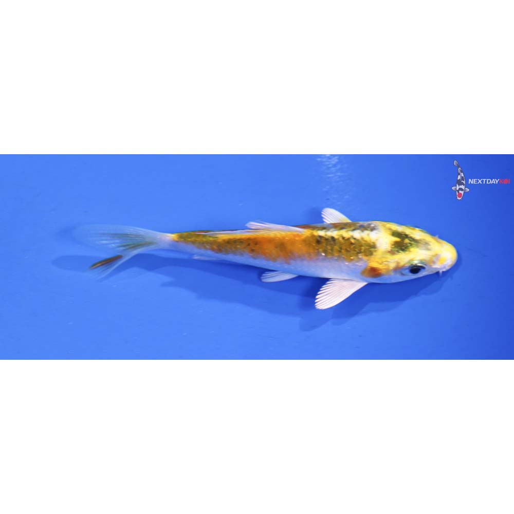 3” Imported Ki Matsuba