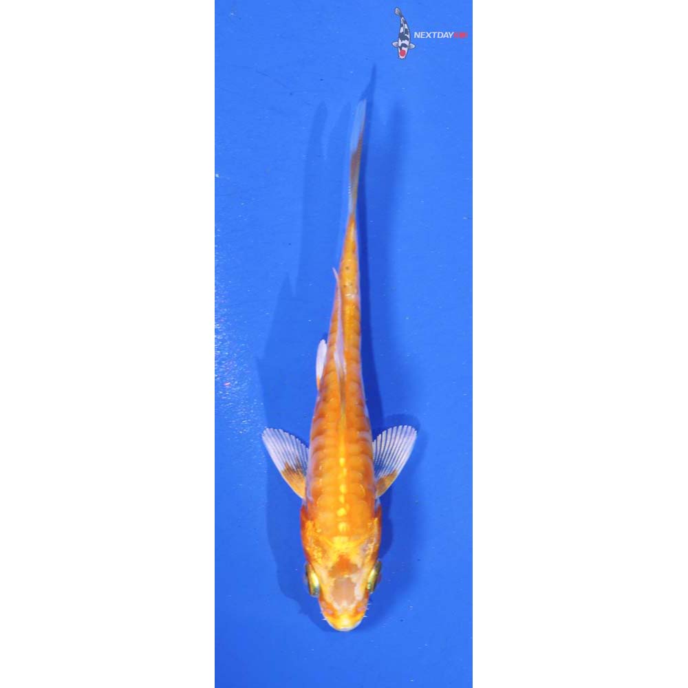 3” Imported Doitsu Hariwake