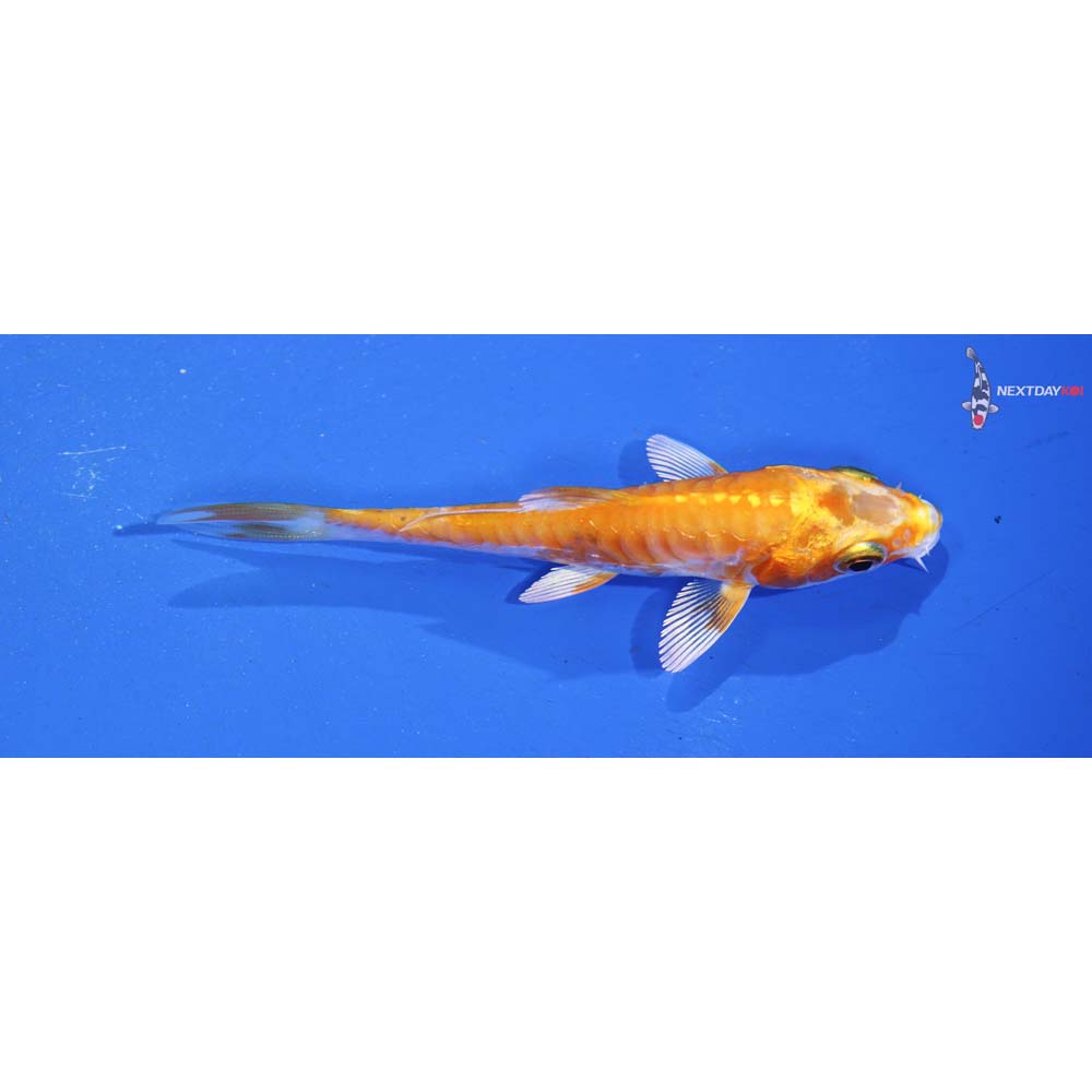 3” Imported Doitsu Hariwake