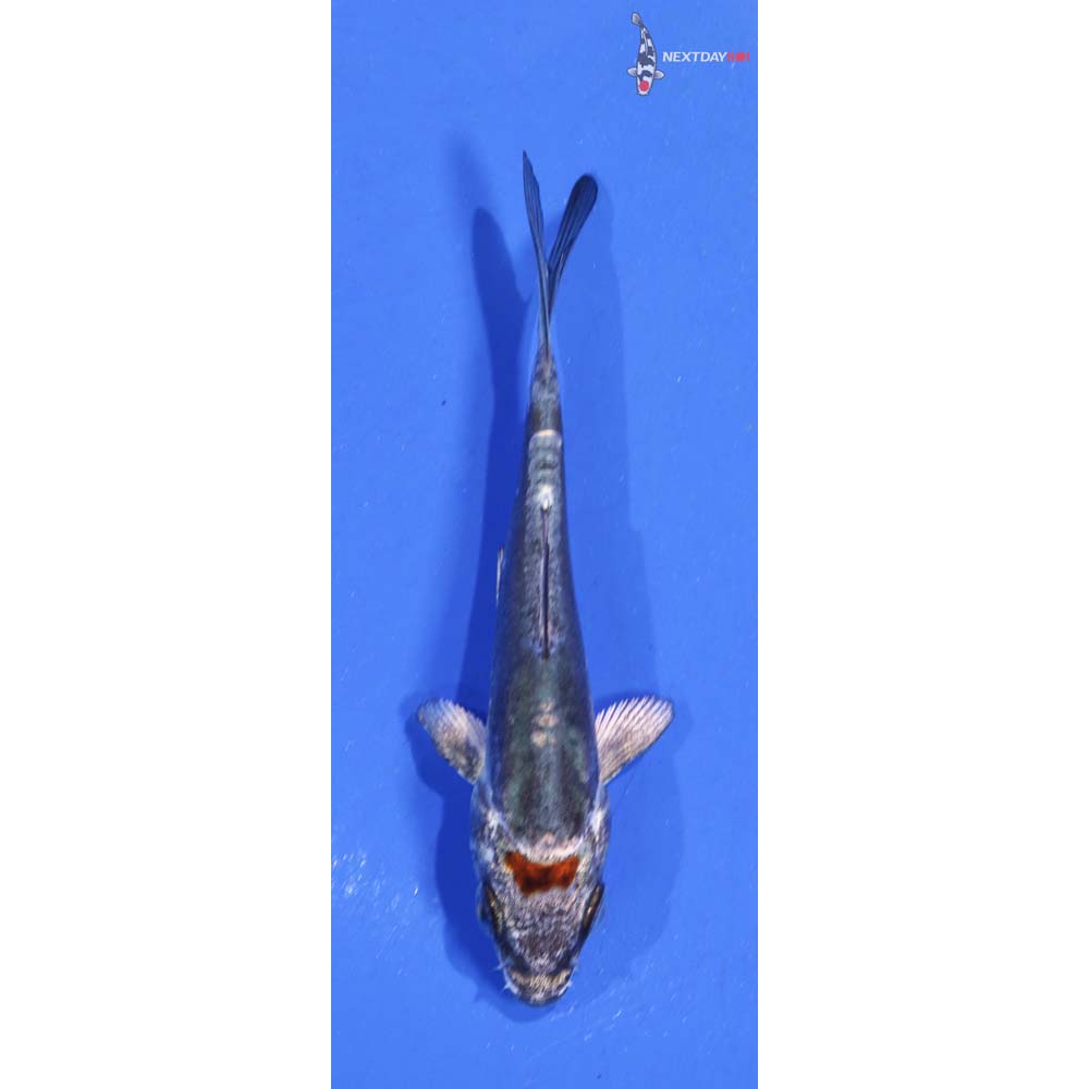 3” Imported Doitsu Kujaku