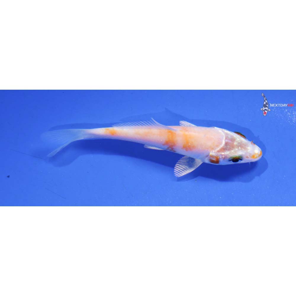 3” Imported Hariwake
