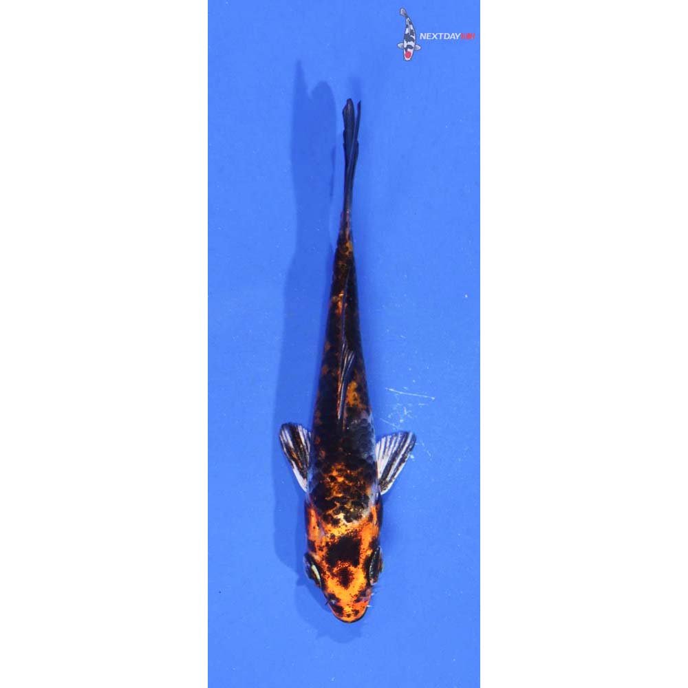3” Imported Yamato Nishiki