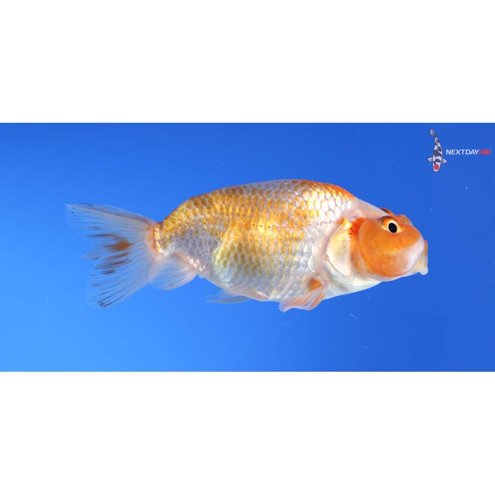 3” Imported Red and White Bubble Eye