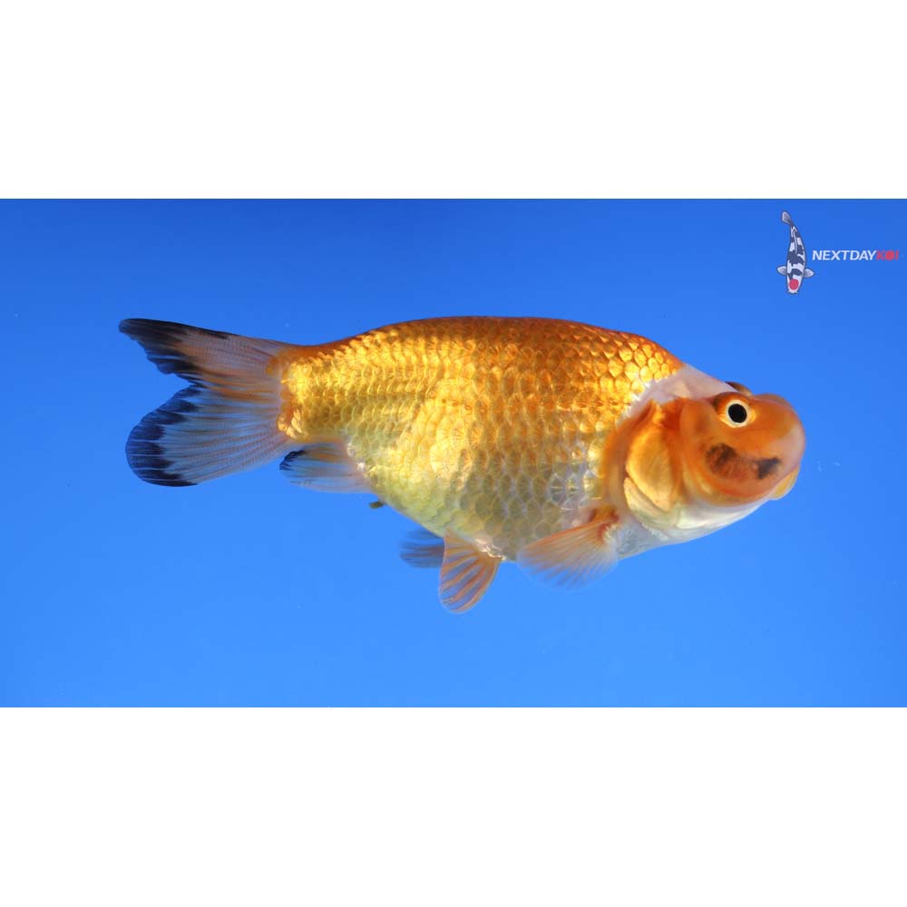 3” Imported Red and White Bubble Eye