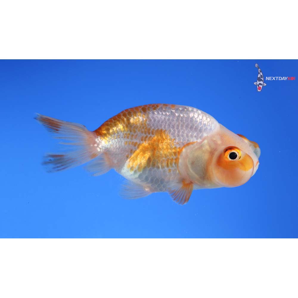 3” Imported Red and White Bubble Eye