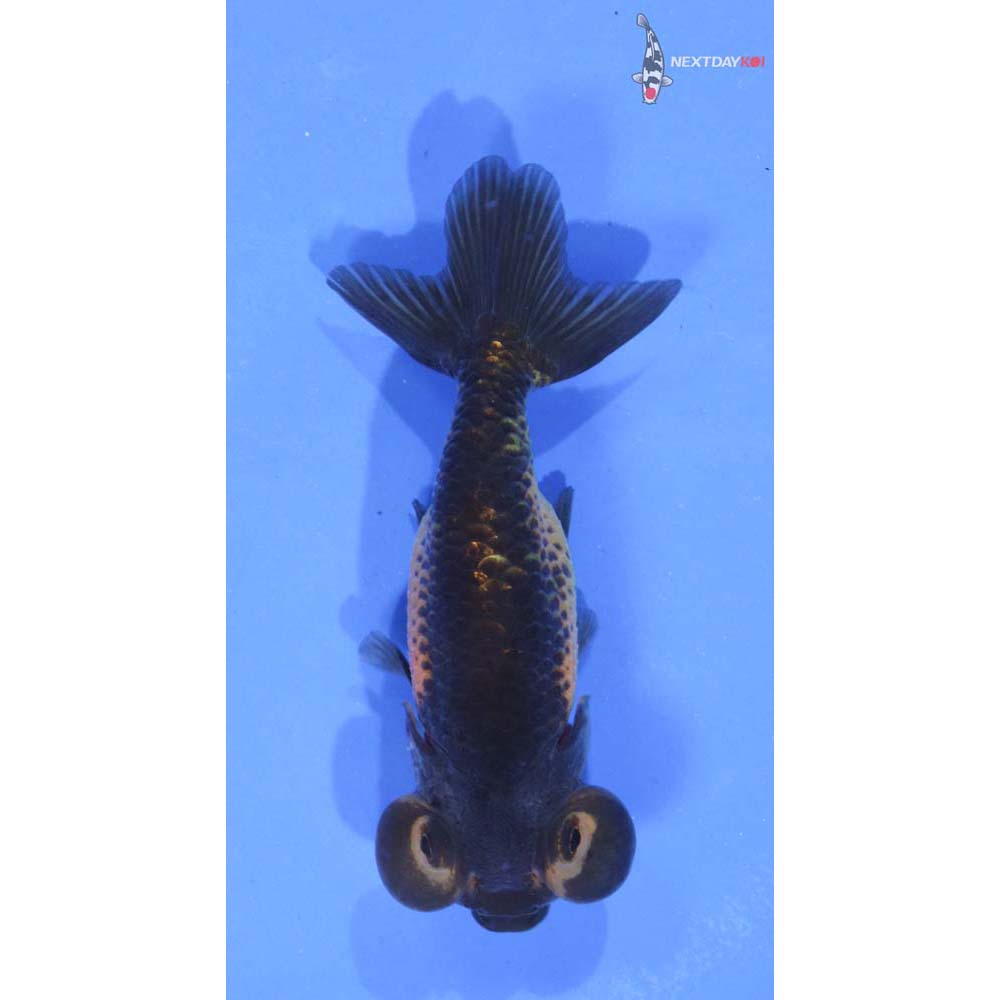 3” Imported Red and Black Bubble Eye