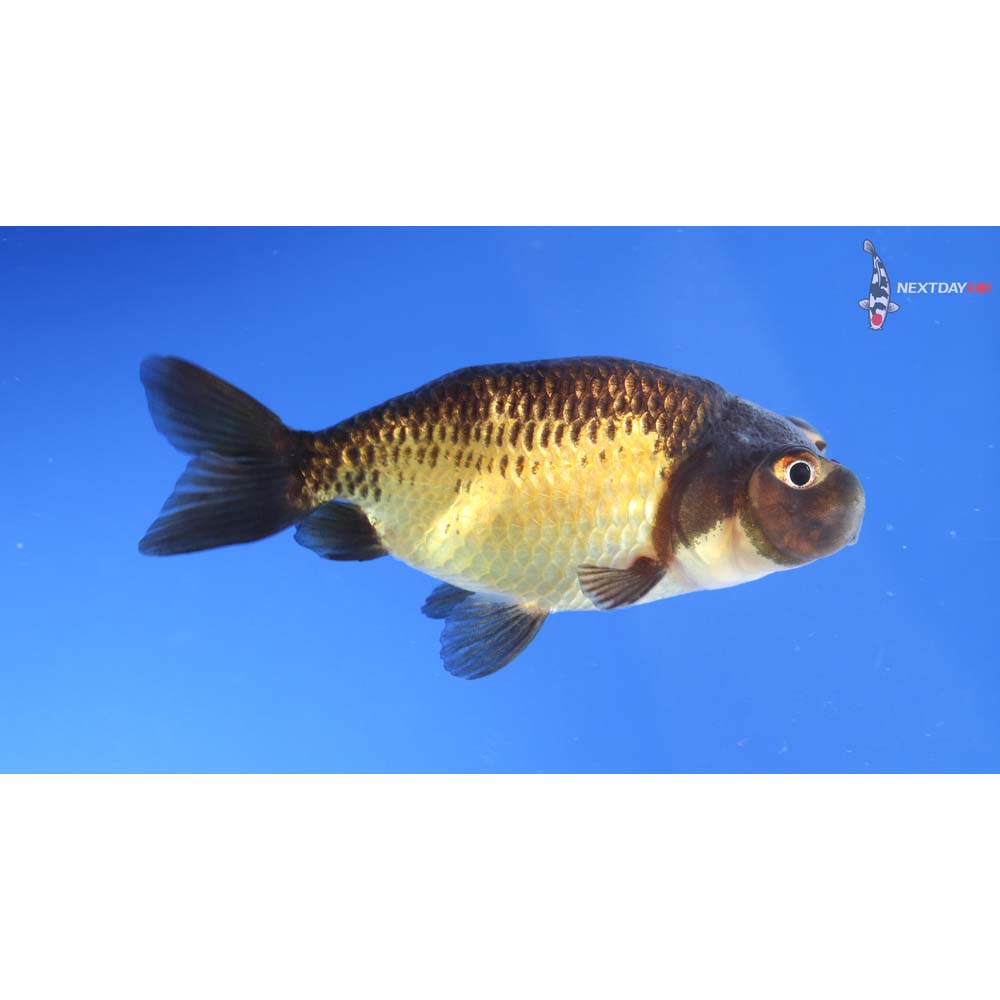 3” Imported Red and Black Bubble Eye
