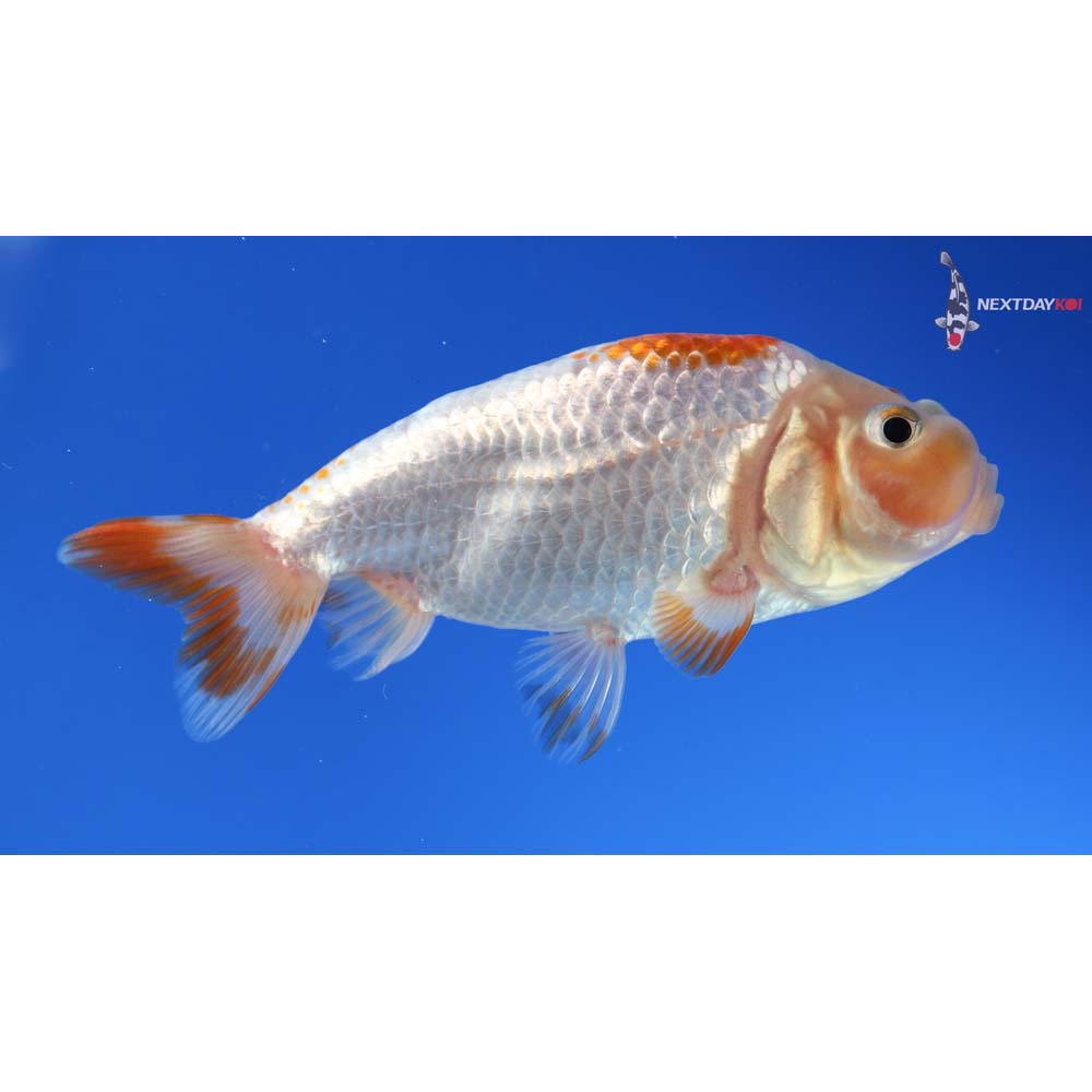 3.5” Imported Red and White Bubble Eye