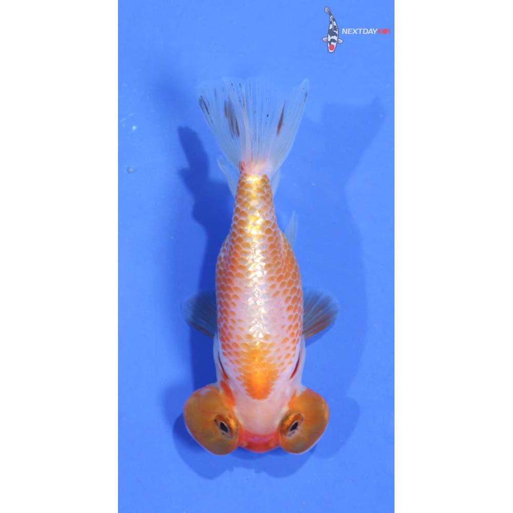 3” Imported Red and White Bubble Eye