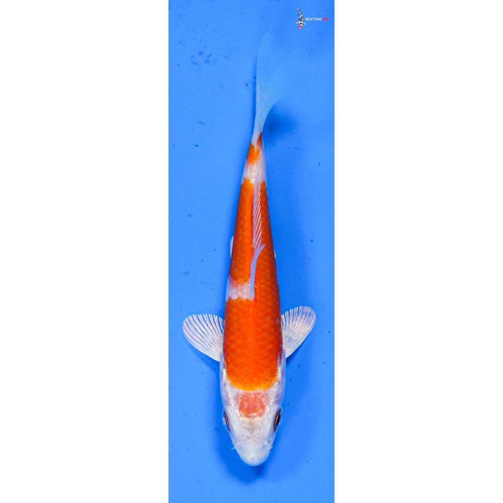 3.5” Imported Hariwake
