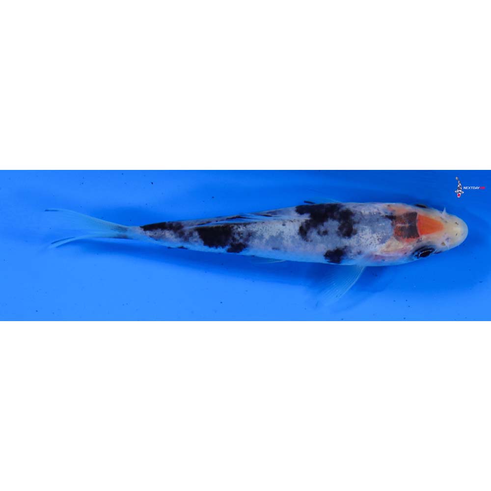 3.5” Imported Shiro Bekko