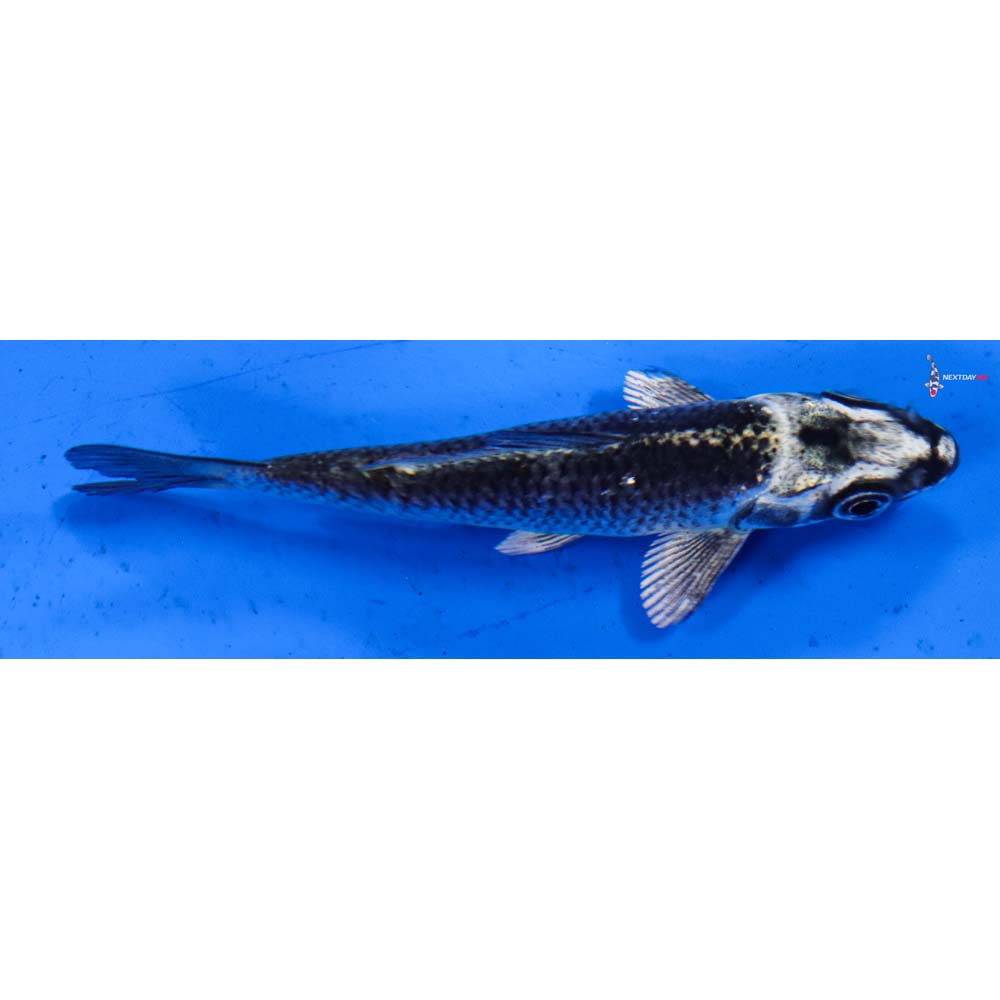 3.5” Imported Gin Matsuba