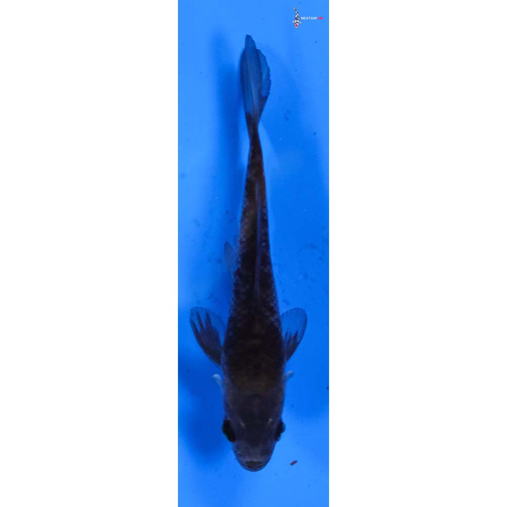 3.5” Imported Ochiba Shigure