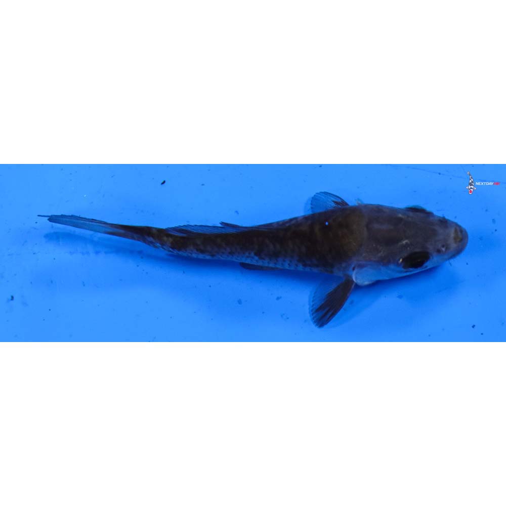3.5” Imported Ochiba Shigure