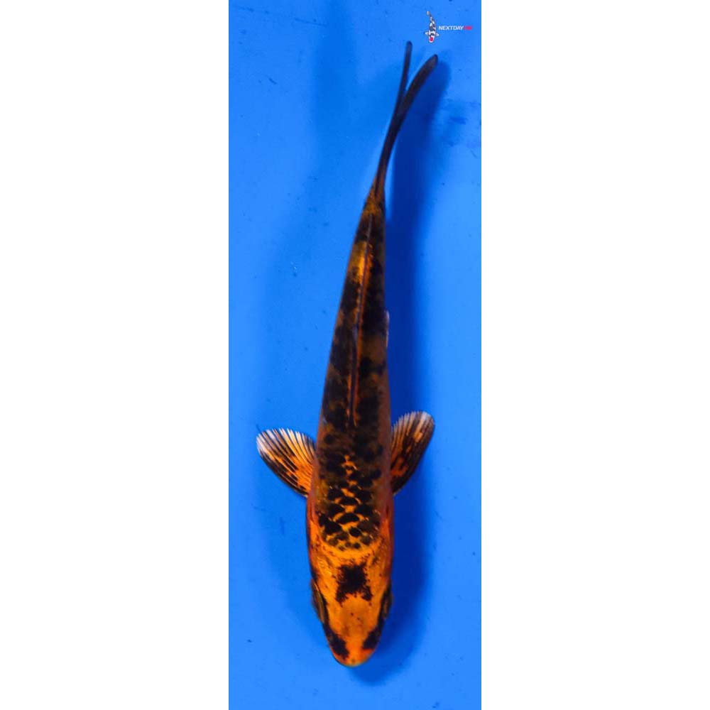 3.5” Imported Kin Aka Bekko