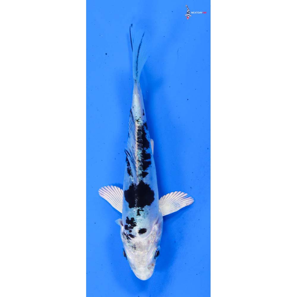 3.5” Imported Doitsu Gin Shiro Bekko