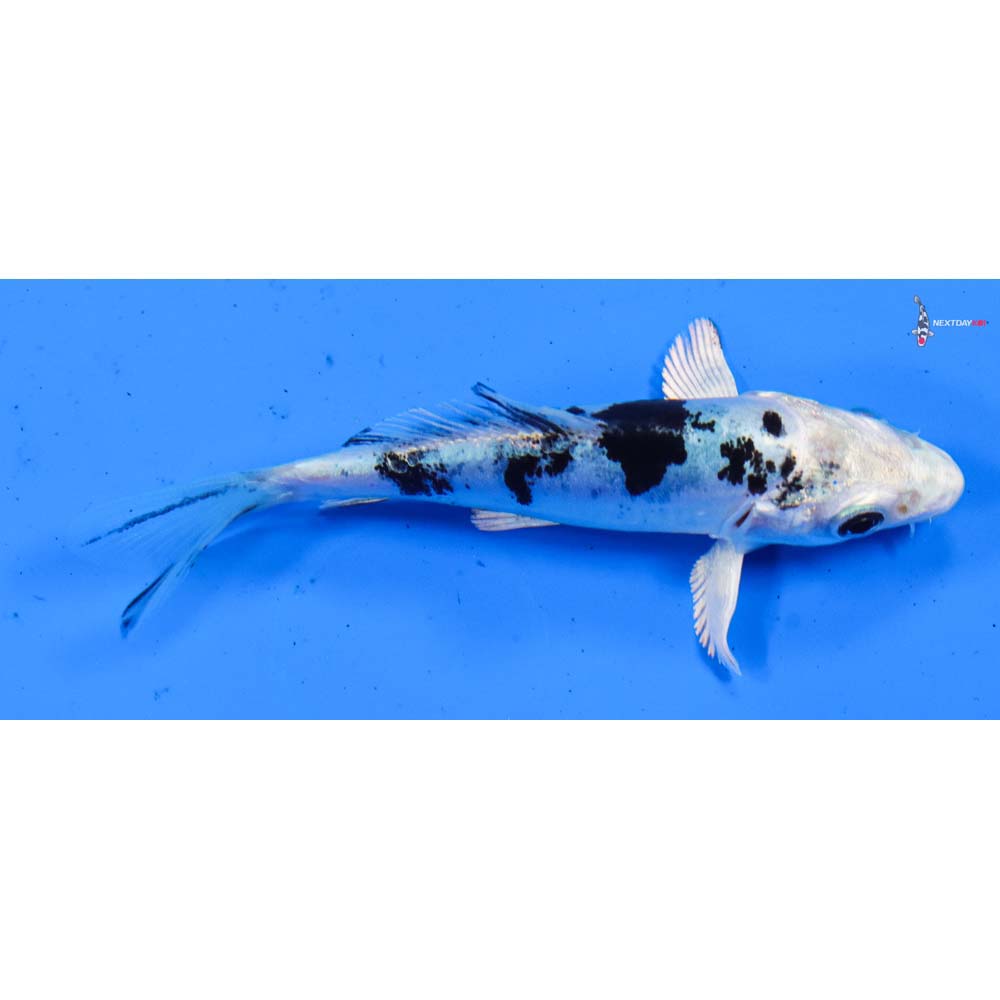 3.5” Imported Doitsu Gin Shiro Bekko