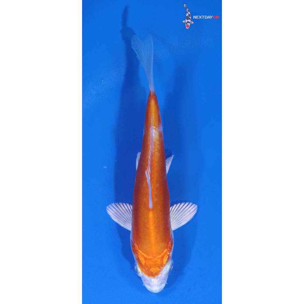 4” Imported Kikusui