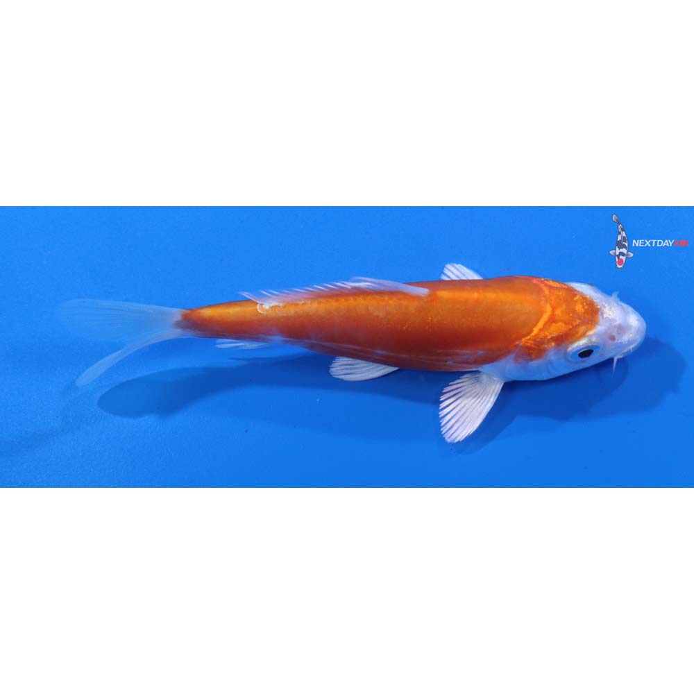 4” Imported Kikusui