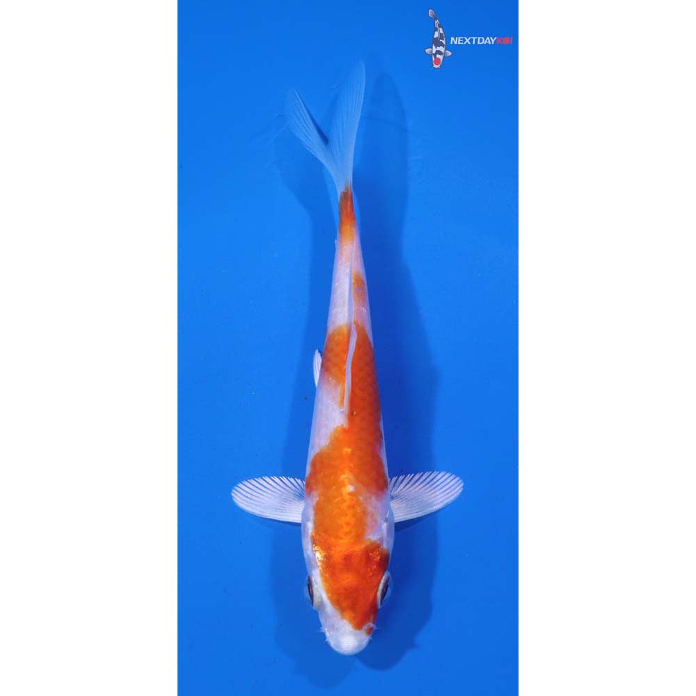 4” Imported Hariwake